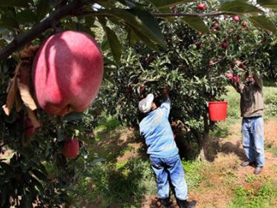 Τέλειωσε η κατάληψη των μηλοπαραγωγών