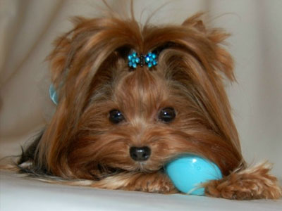 Αθώος και ο Αυγενάκης