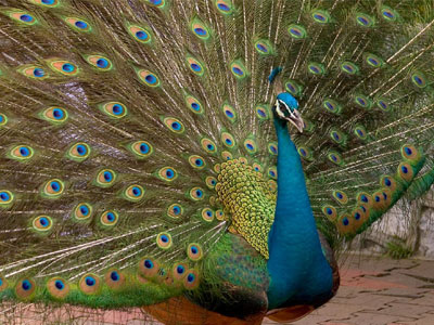 Με τον Γαρδέλη στη Βουλή