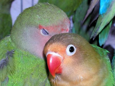 «Καθαρίζουν φασολάκια…»