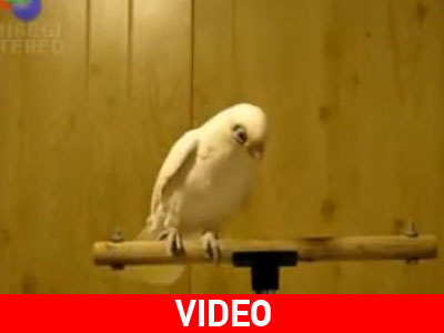 Παπαγάλος χορεύει οριεντάλ