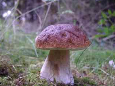 Οι μανιταρόφιλοι γιορτάζουν στα Γρεβενά