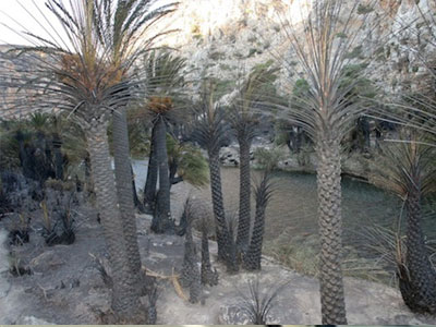 Αποκαθίσταται το δάσος της Πρέβελης