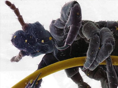 Θα κατανικήσουμε τις… ψείρες;