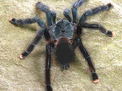 Τους έφαγε η μαρμάγκα του… Πάγκαλου