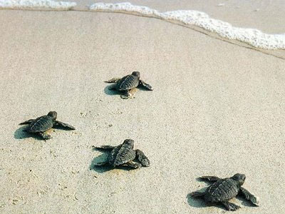 Υιοθετήστε ένα χελωνάκι!