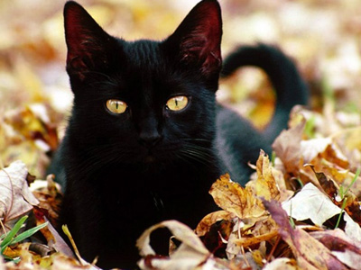 Η προσαγωγή ενόχλησε τον τέως βουλευτή