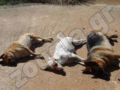 Η ανθρώπινη κακία ξαναχτύπησε