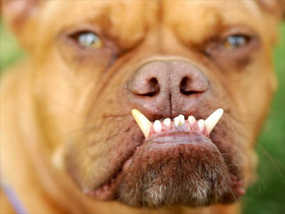 Μοντέλο το ασχημότερο σκυλί του κόσμου