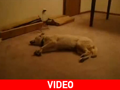 Σκύλος υπνοβάτης