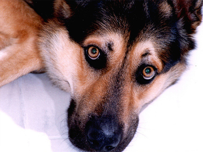 Όταν ο σκύλος μας γεράσει… Όταν ο σκύλος μας γεράσει…