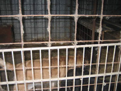 Εικόνες αθλιότητας από τη Γερμανία