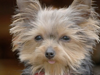 14,4 εκ. το πιο μικρό σκυλί του κόσμου