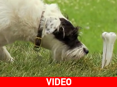 Οι σκύλοι ωφελούν την… καρδιά