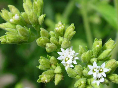Ενημέρωση για το άγνωστο φυτό στέβια