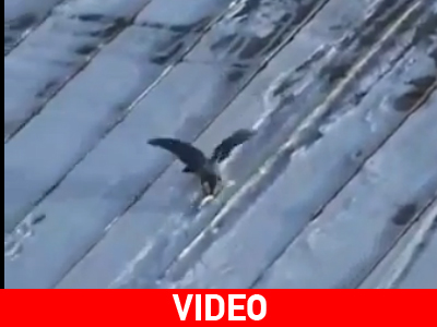 Ταλαντούχο κοράκι κάνει snowboard!