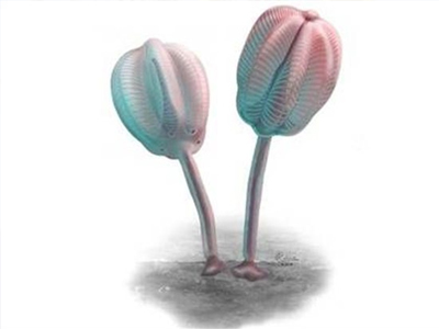 Η πανάρχαια «τουλίπα» των θαλασσών