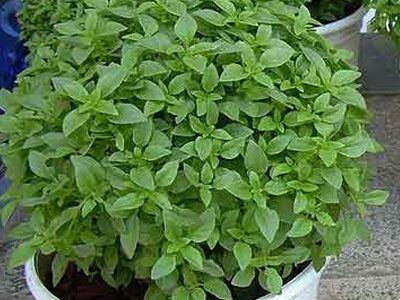 Βασιλικός και όχι… μαντζουράνα