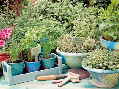 Βότανα για να διατηρήσετε την σιλουέτα σας