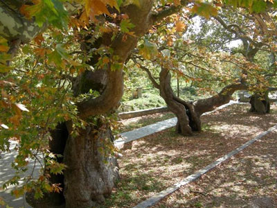 Σοβαρή νόσος απειλεί τα πλατάνια