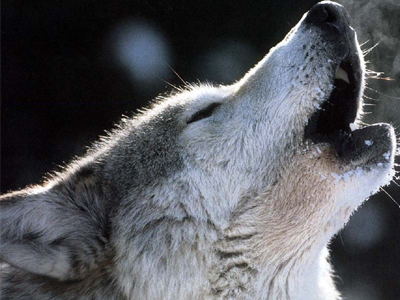 Επιδρομή λύκων σε μαντρί