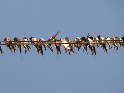 Αποδημητικά πουλιά