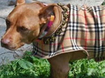 Δώστε στιλ στο τετράποδό σας με Burberry!