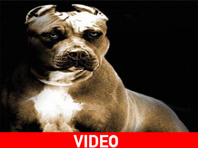 Επίθεση pitbull σε τρίχρονο κοριτσάκι Επίθεση pitbull σε τρίχρονο κοριτσάκι