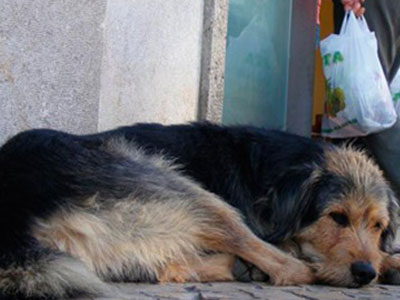 Δεν αρκούσαν οι πυροβολισμοί-χρησιμοποίησε και σφυρί!