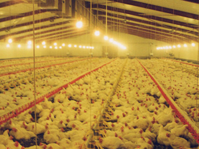 Βακτήριο στα βρετανικά κοτόπουλα