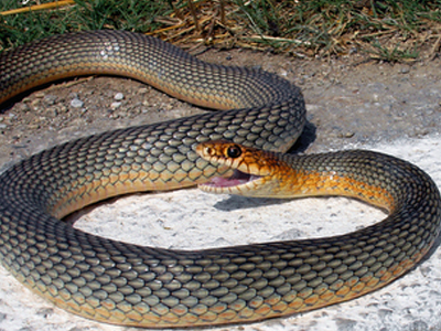 Επίθεση φιδιών στο Δημαρχείο Διακοφτού