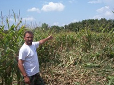 Aγριογούρουνα κατέστρεψαν καλλιέργειες στην Ηλεία