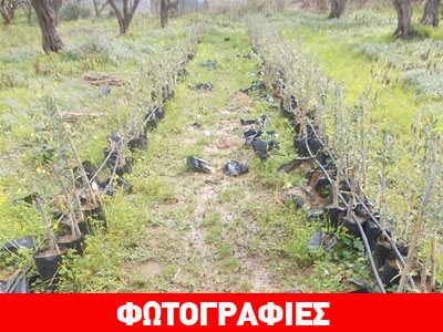 Ηλεία: Ξερίζωσαν 250 ελιές και έγιναν καπνός