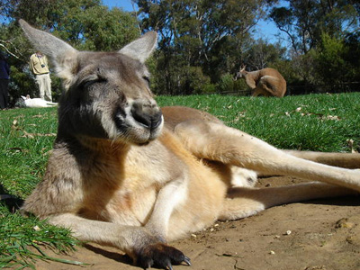 Φυλάκιση σε ομογενή γιατί σκότωνε καγκουρό με βέλη