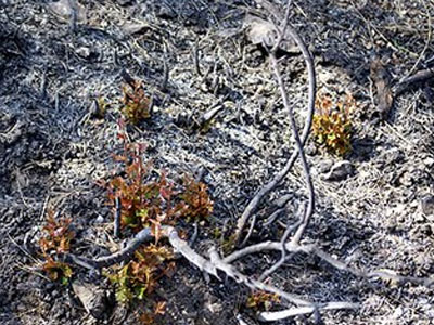 Πού πήγαν τα ευρωπαϊκά κονδύλια για τις φωτιές;