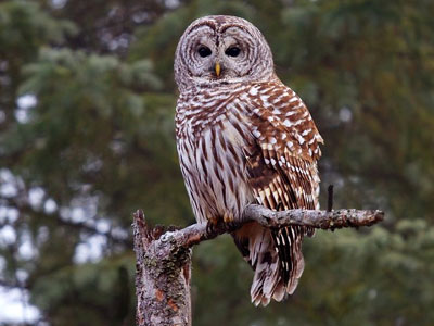 ΗΠΑ: «Προσοχή στην κουκουβάγια. Αρπάζει καπέλα»