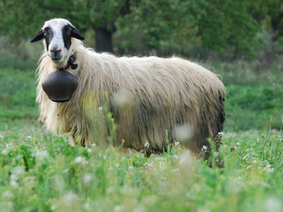 Δεν υπάρχει πρόβλημα με τον άνθρακα στα ζώα