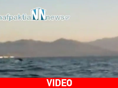 Δελφίνια «παίζουν» στα ανοιχτά του Κρυονερίου