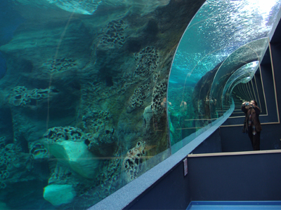 Κορυφώνονται οι εορταστικές εκδηλώσεις στο Ενυδρείο Κρήτης