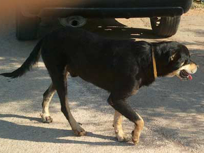 Ημίαιμο Ροτβάιλερ αναζητεί σπίτι