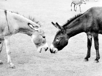 Δύο γαϊδάροι μάλωναν…