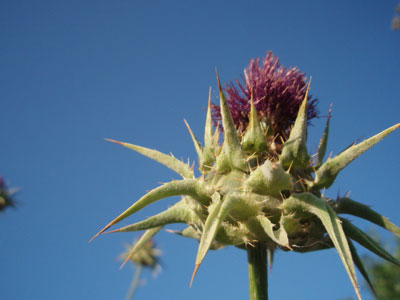 Ηλεκτρικό ρεύμα από αγριαγκινάρες