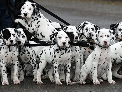 Τα… 18 σκυλάκια της Δαλματίας