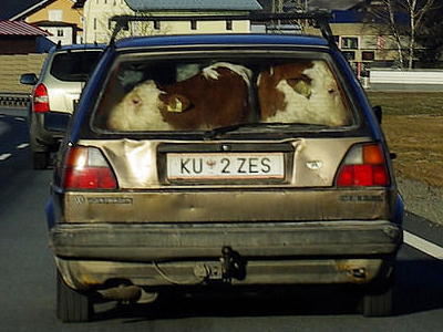 Πόσες αγελάδες χωράνε σε ένα VW;