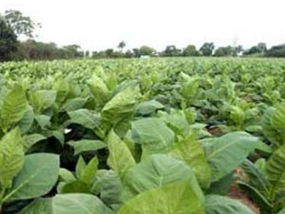 Μπέρδεψαν το σκουπιδοτενεκέ… με τα σταχτοδοχεία