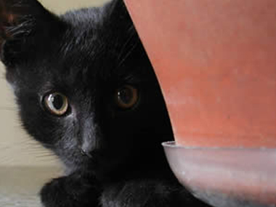 Τα βήματα του Έστερναχ… και του Μητσοτάκη