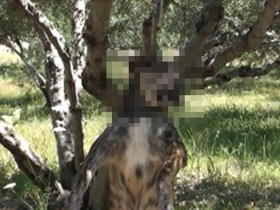 «Εκτέλεσαν» 5 σκυλιά με απαγχονισμό στη Σητεία