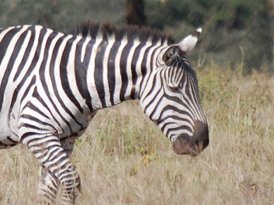 Νεκρή Βρετανή έπειτα από «σύγκρουση» με ζέμπρα