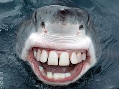 Κοίταζε το …γάιδαρο στα δόντια