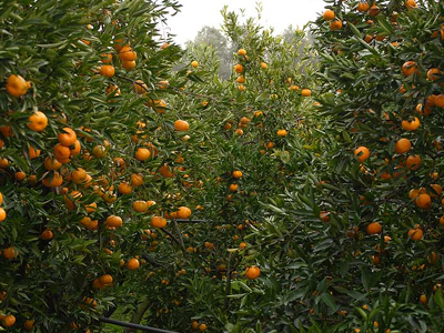 Άρτα λέω και …κλαίω!